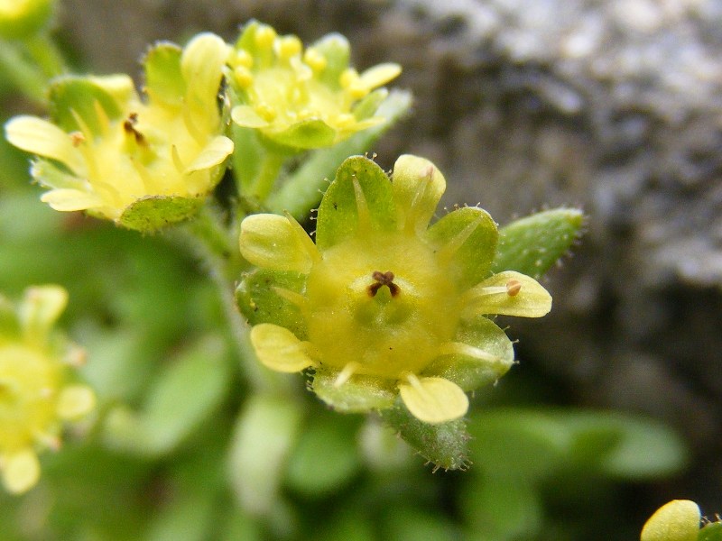 Sentieri ferrati, sentieri fioriti: i fiori dell''Albiolo